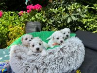 chłopcy - 4 tygodnie